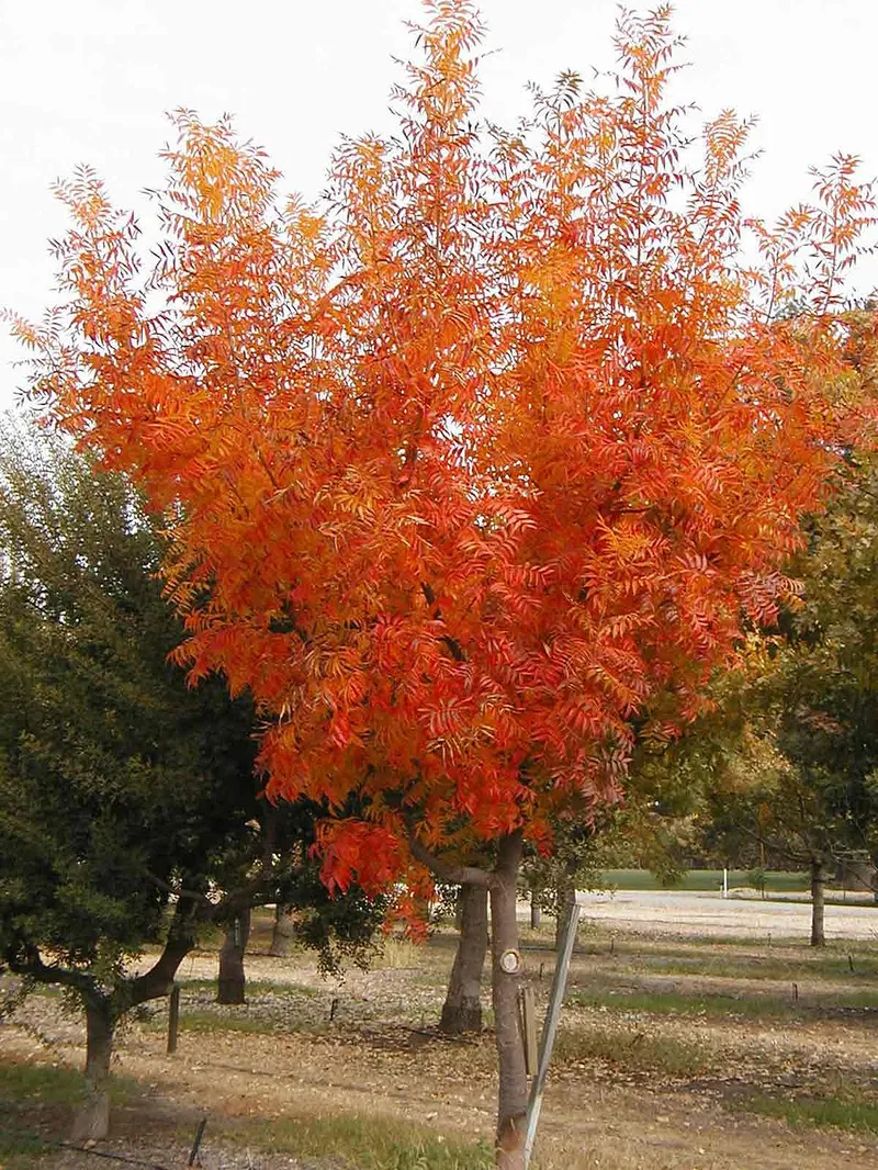 Chinese Pistache (Pistacia chinensis) β landscape plant in Middle Tennessee