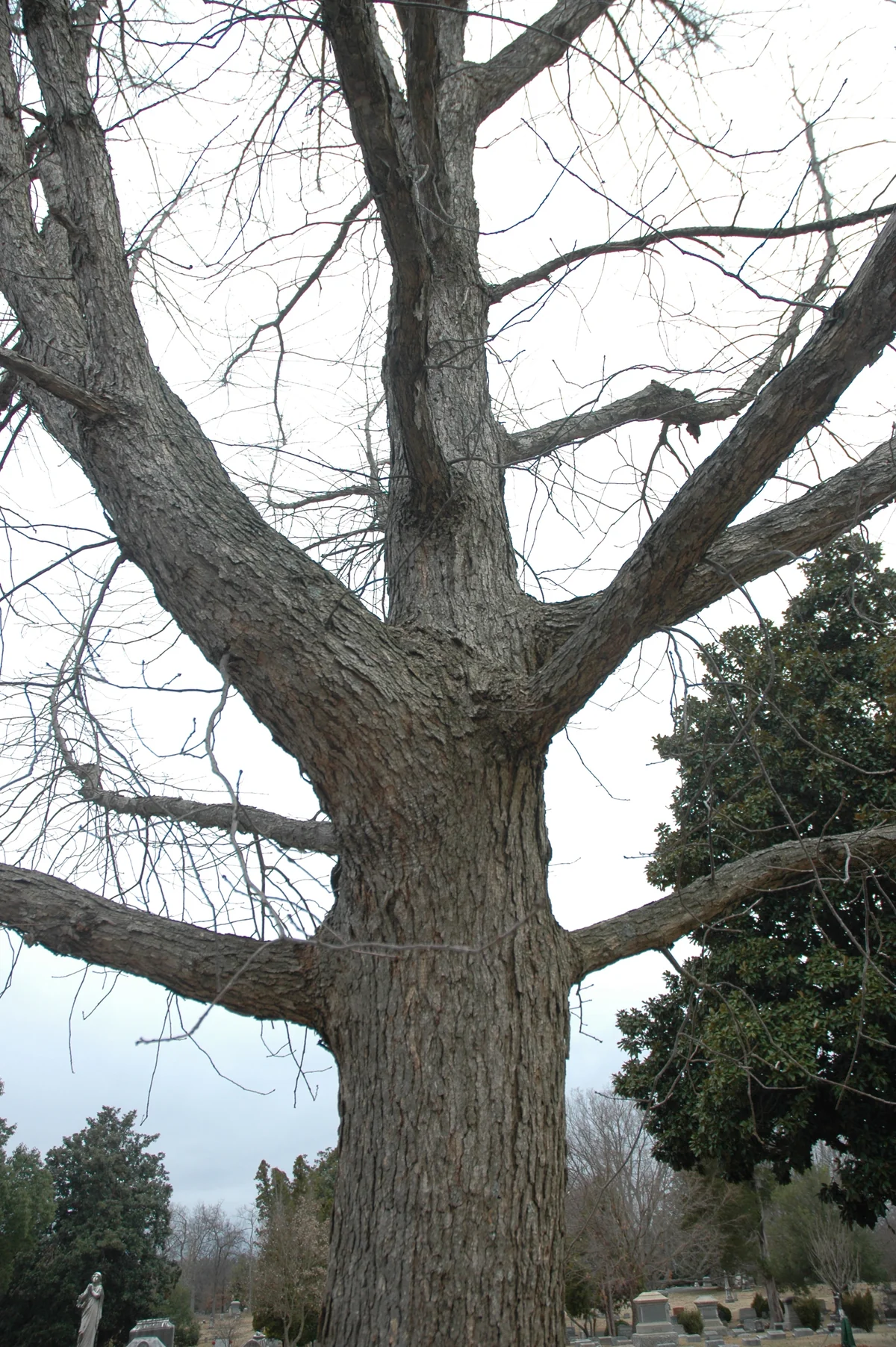 Chinkapin Oak — photo 3