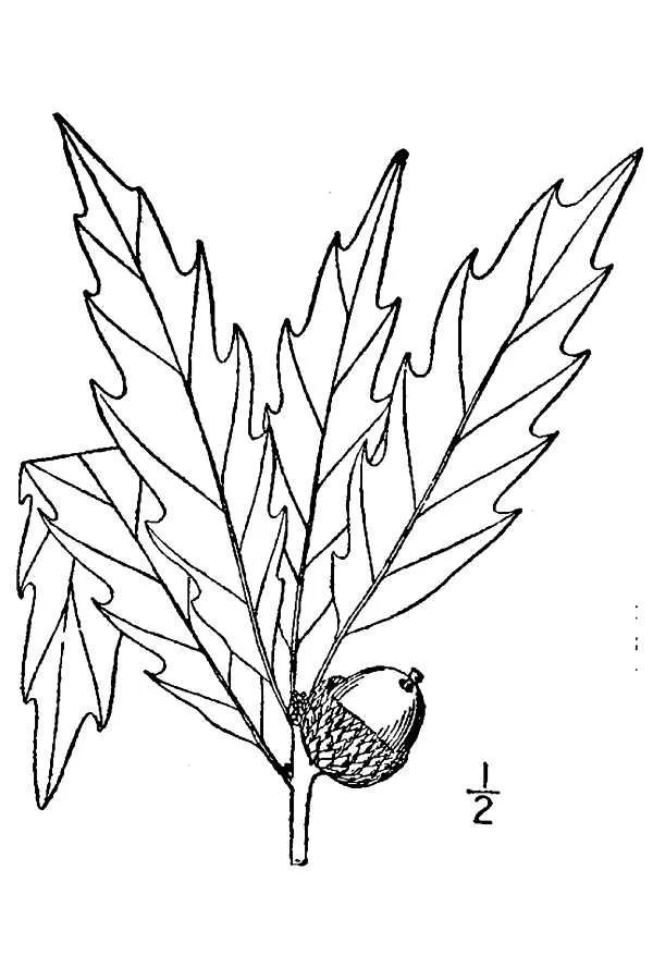 Chinkapin Oak (Quercus muehlenbergii) β landscape plant in Middle Tennessee