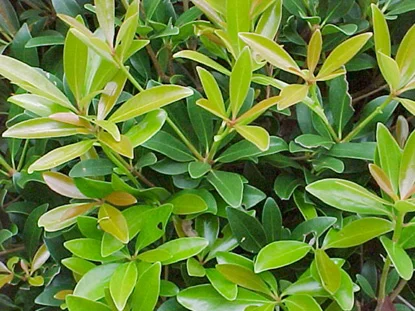 Cleyera (Ternstroemia japonica) in Middle Tennessee