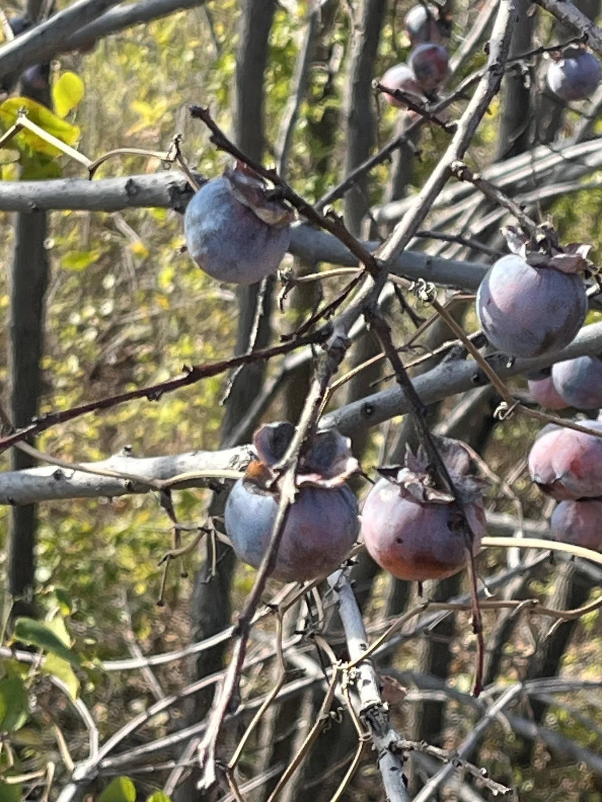 Common Persimmon — photo 3
