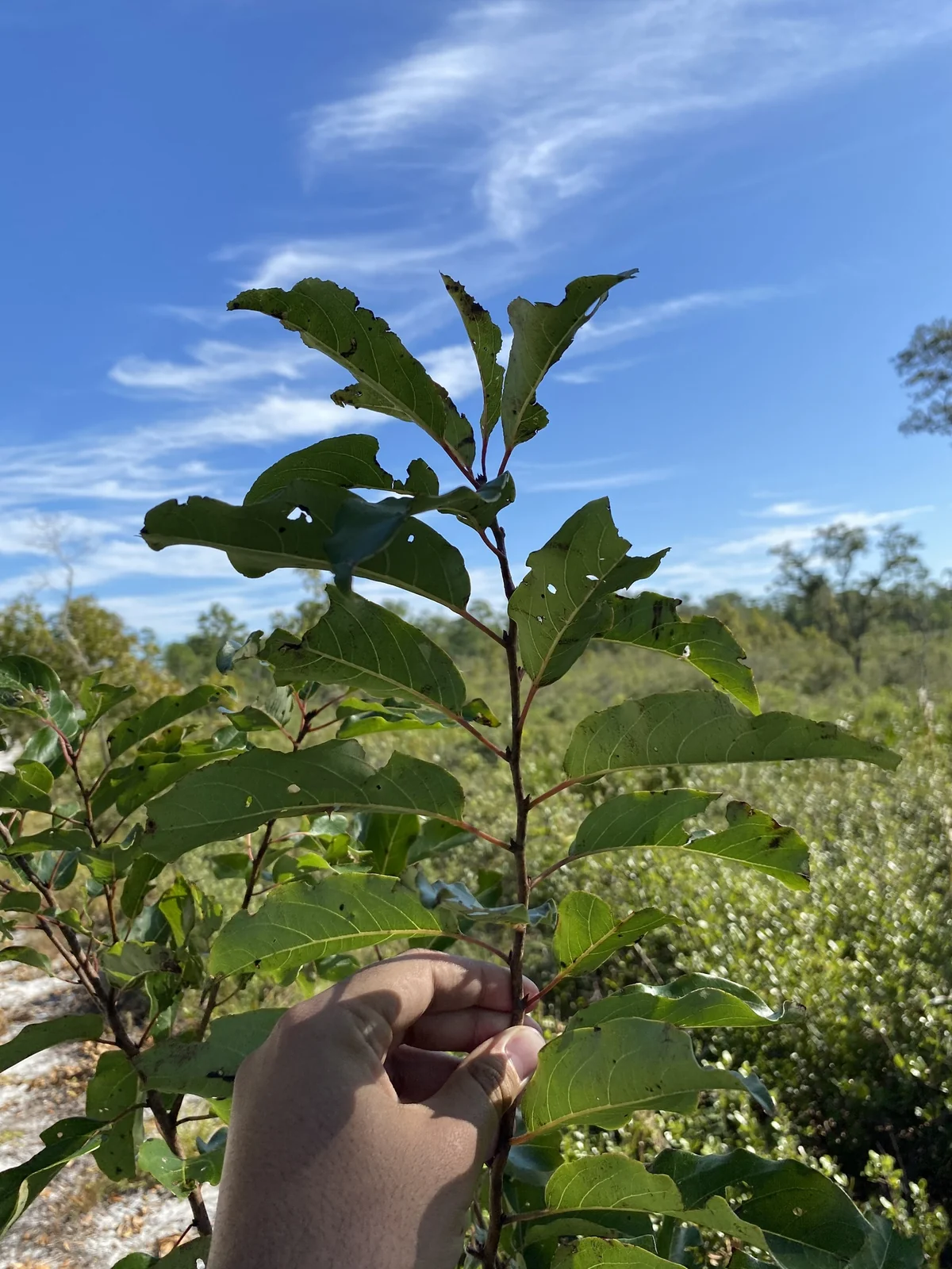 Common Persimmon — photo 4