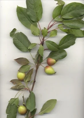 Crabapple (apple) — photo 2