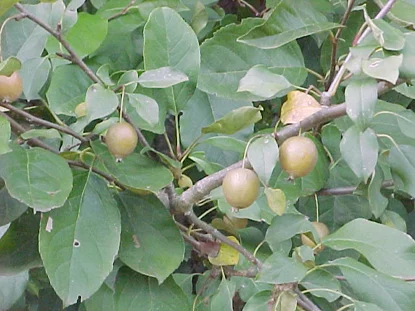 Crabapple (apple) (Malus spp.) in Middle Tennessee