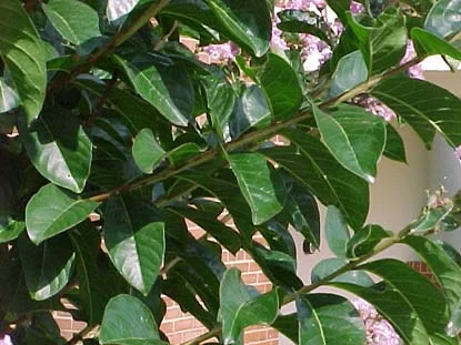 Crape Myrtle — photo 2