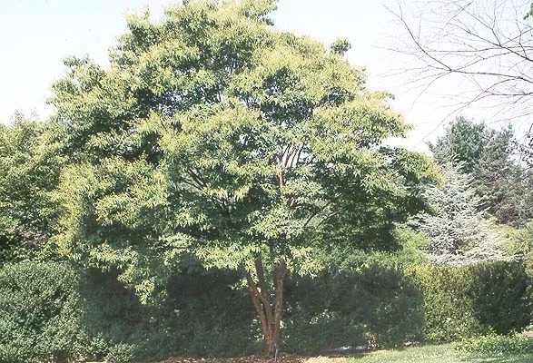 Crape Myrtle — photo 3