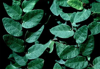 Creeping Fig (Ficus pumila) in Middle Tennessee
