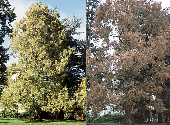 Dawn Redwood — photo 2