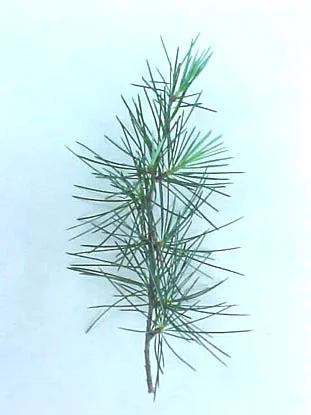 Deodar cedar — photo 2