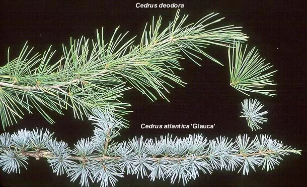 Deodar cedar — photo 3