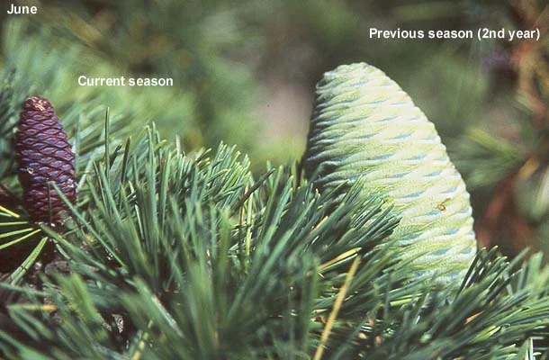 Deodar cedar — photo 4