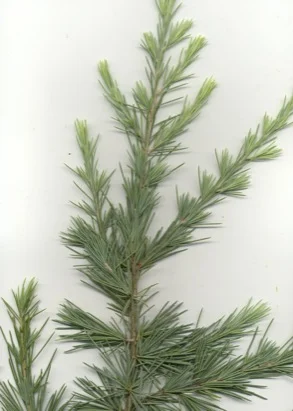 Deodar cedar (Cedrus deodara) in Middle Tennessee