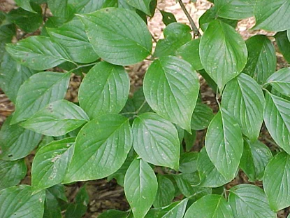 Dogwood (Cornus florida) in Middle Tennessee