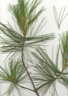 Eastern White Pine — photo 2