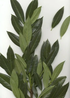 English Laurel (Cherry Laurel) (Prunus laurocerasus) in Middle Tennessee