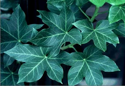 Fatshedera (Farshedera lizei) in Middle Tennessee