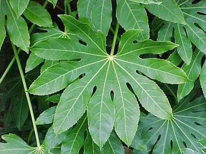 Fatsia (Fatsia japonica) in Middle Tennessee