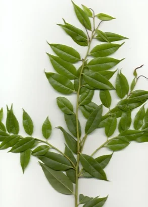 Florida Agarista (Leucothoe) (Agarista populifolia) in Middle Tennessee