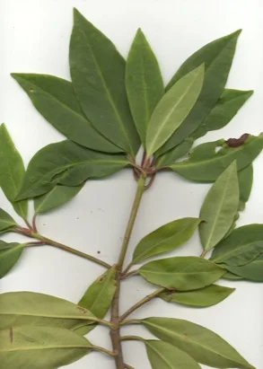 Florida Anise-tree (Illicum floridanum) in Middle Tennessee