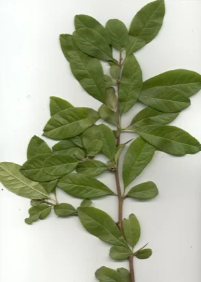 Flowering Quince — photo 2