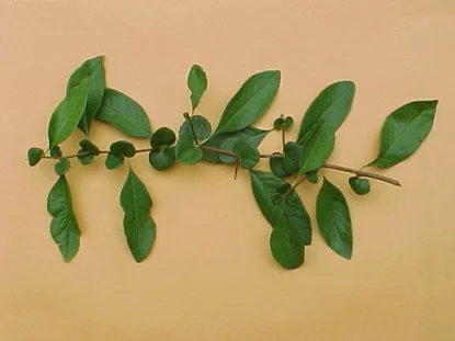 Flowering Quince (Chaenomeles speciosa) in Middle Tennessee