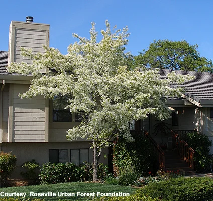 Fringe Tree — photo 2