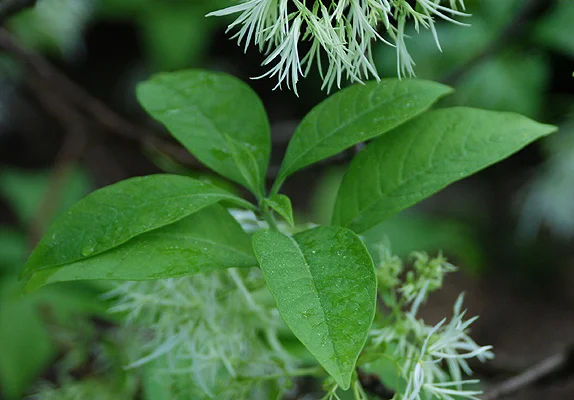 FRINGE TREEChionanthus virginicus — photo 2