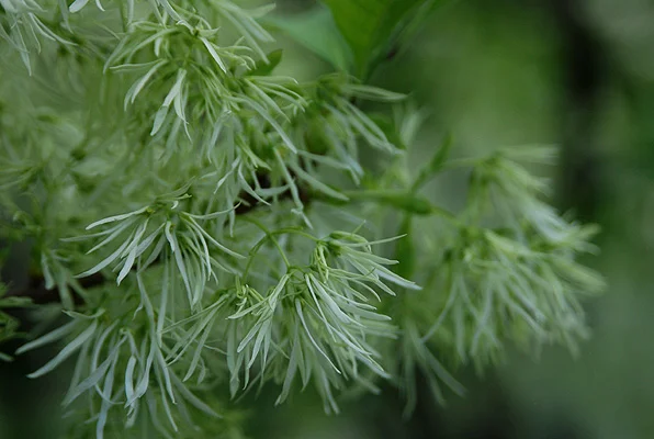FRINGE TREEChionanthus virginicus (Deciduous, large shrub or small tree) in Middle Tennessee