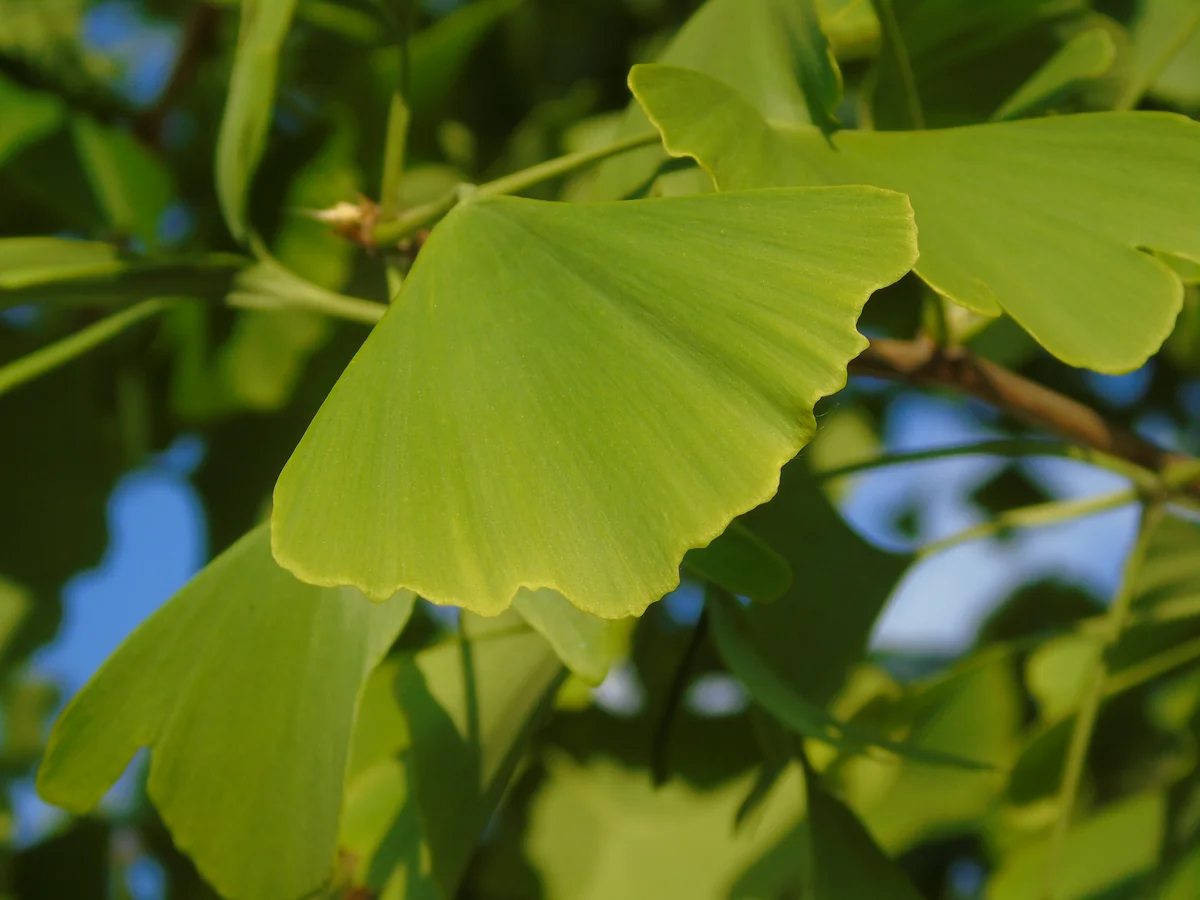 Ginkgo — photo 3