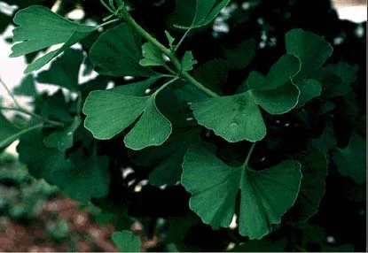 Ginkgo (Maidenhair tree) — photo 2