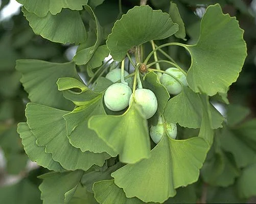 Ginkgo (Maidenhair tree) — photo 3