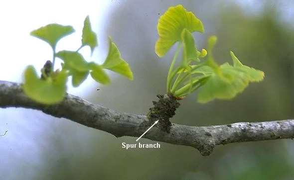 Ginkgo (Maidenhair tree) — photo 4