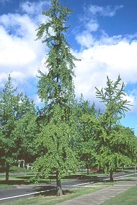 Ginkgo (Maidenhair tree) — photo 5