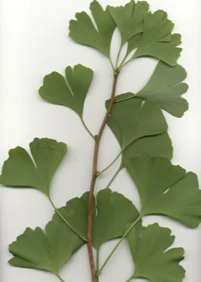 Ginkgo (Maidenhair tree) (Ginkgo biloba) in Middle Tennessee