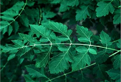 Golden Rain Tree — photo 2