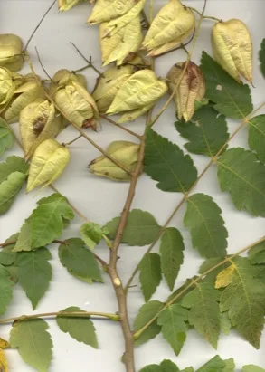 Golden Rain Tree (Koelreuteria paniculata) in Middle Tennessee