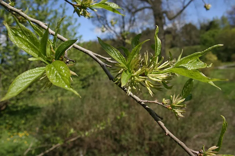 Hardy Rubber Tree (Eucommia ulmoides) β landscape plant in Middle Tennessee