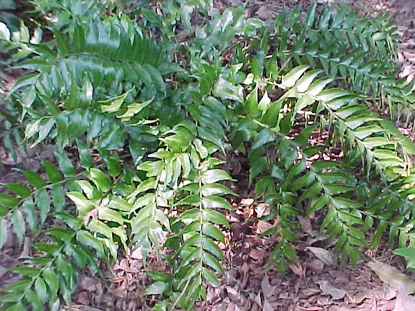 Holly Fern — photo 2