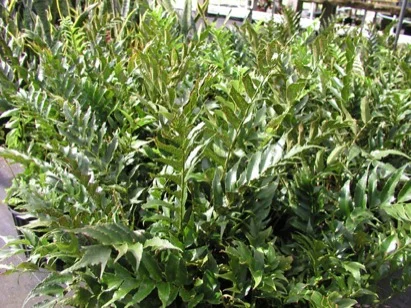 Holly Fern (Cyrtomium falcatum) in Middle Tennessee