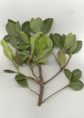 Indian Hawthorn — photo 2