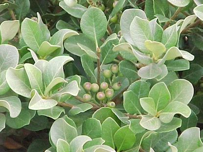 Indian Hawthorn (Raphiolepis umbellata) in Middle Tennessee