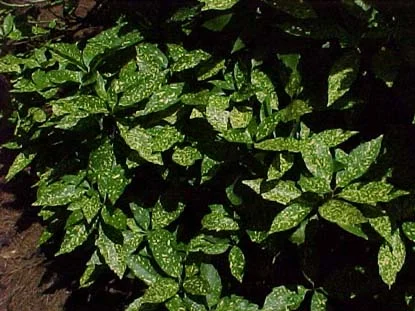 Japanese Aucuba — photo 2