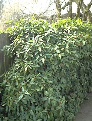 Japanese Aucuba — photo 3