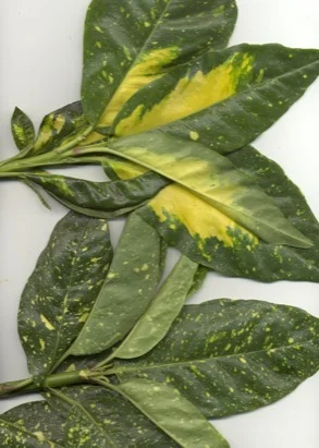 Japanese Aucuba (Aucuba japonica) in Middle Tennessee