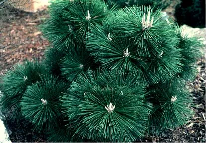 Japanese Black Pine — photo 2