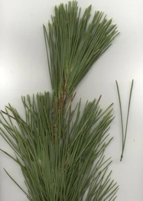 Japanese Black Pine (Pinus thunbergiana) in Middle Tennessee