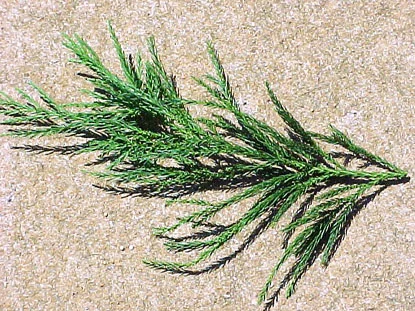 Japanese Cryptomeria — photo 2