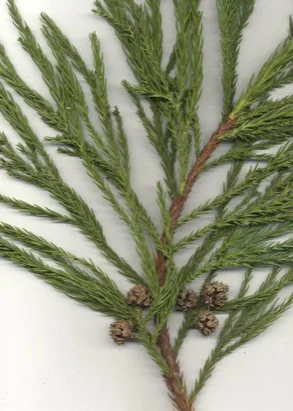 Japanese Cryptomeria (Cryptomeria japonica) in Middle Tennessee