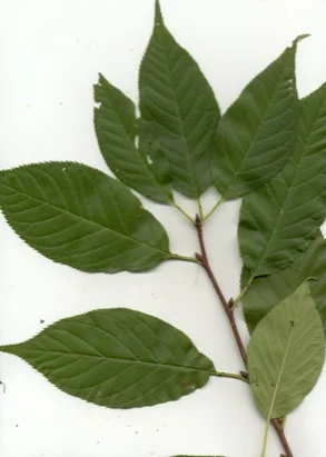 Japanese Flowering Cherry — photo 2