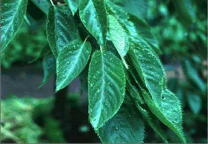 Japanese Flowering Cherry (Prunus serrulata) in Middle Tennessee